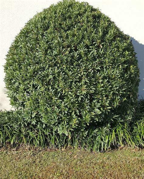 tree shrub leaves  photo  pixabay pixabay