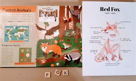 Unit Study Red Fox Anatomy and Facts Lesson Plans, Homeschool ...