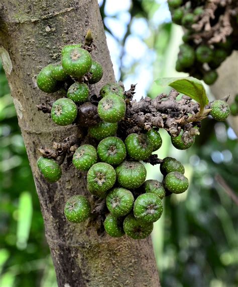 Ficus Nota Male Luasong Fr Jalan Imbak Tongod The Figs Of Borneo