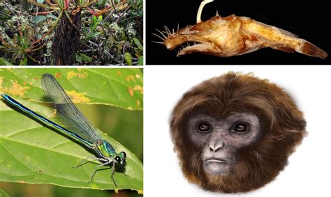 Expertos Revelan Lista De Las Nuevas Especies M S Destacadas El