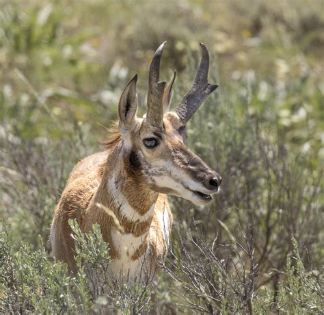 Grand Teton National Park | Pronghorn