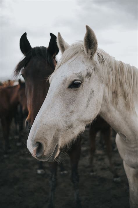 White Horse in Herd · Free Stock Photo