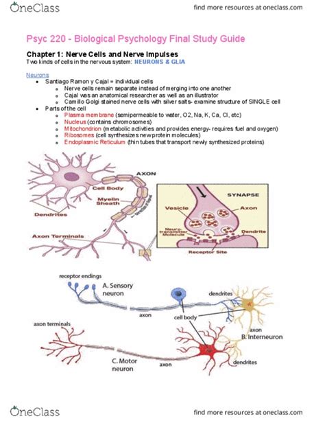 PSYC 220 Final Psyc 220 Study Guide OneClass