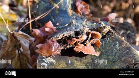 Jelly ear fungus Stock Photo - Alamy