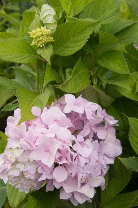 Garten Navi Garten Bauern Hortensie Hydrangea Macrophylla