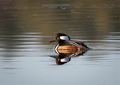 How to Improve your Waterfowl Photography — Wayne Beauregard Photography