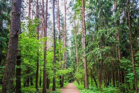 Premium Photo | Dark forest road path through a dark forest