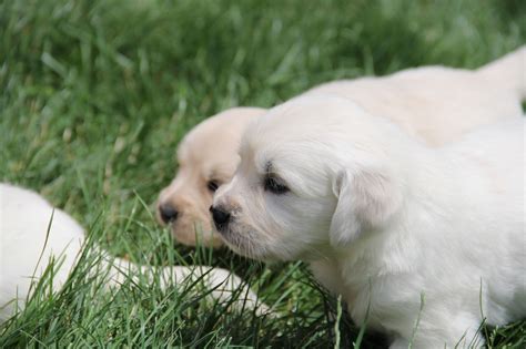 Yesteryear Acres - Doodle Days : White Golden Retriever Puppies