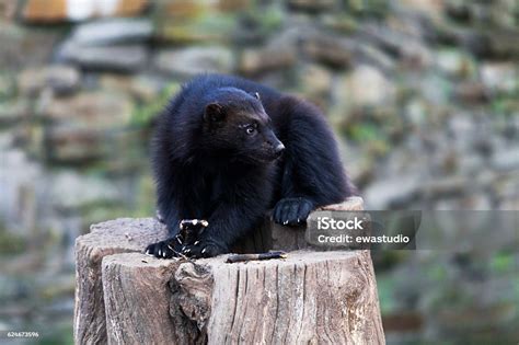 Wolverine Stock Photo - Download Image Now - Aggression, Animal, Animal ...