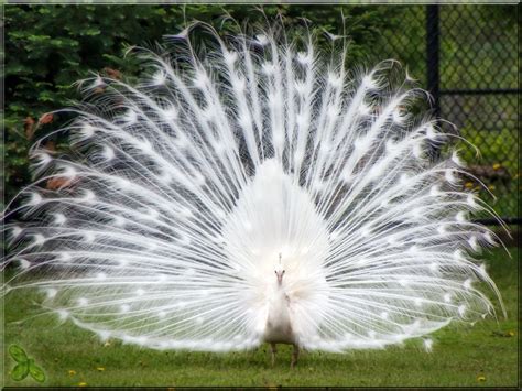 Albino Peacocks : pics