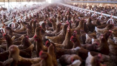 What You Need To Know About The Bird Flu Outbreak