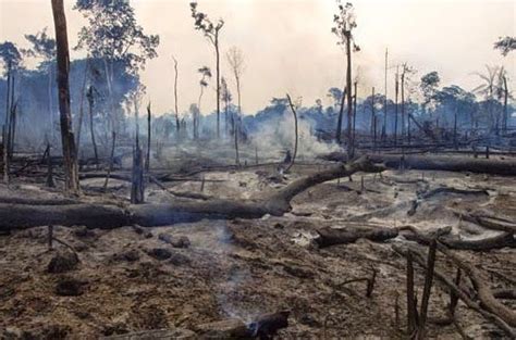 Amazon Rainforest Deforestation | Article Most Wanted