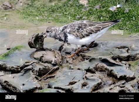 Watching Food Hi Hi Res Stock Photography And Images Alamy