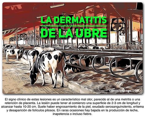 Enfermedades De La Ubre En Vacas Dolencias Comunes Y Su Tratamiento