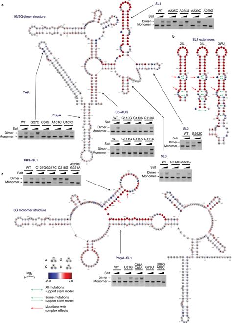 Structurefunction Analysis Of Hiv 1 Dimerization Ac Single