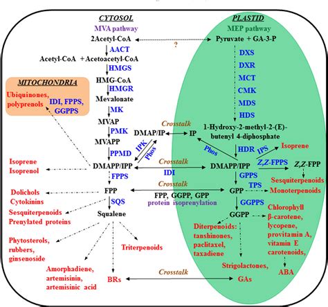 Figure 1 From The Potential Of The Mevalonate Pathway For Enhanced