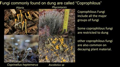 Fungal Communities Module Dung Fungi An Ecosystem In A Microcosm