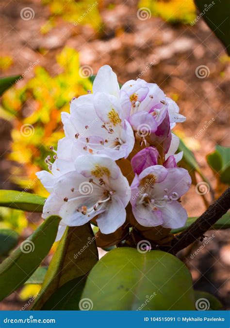 Flor Brilhante E Rica Do Rododendro Planta Sempre Verde Da Montanha