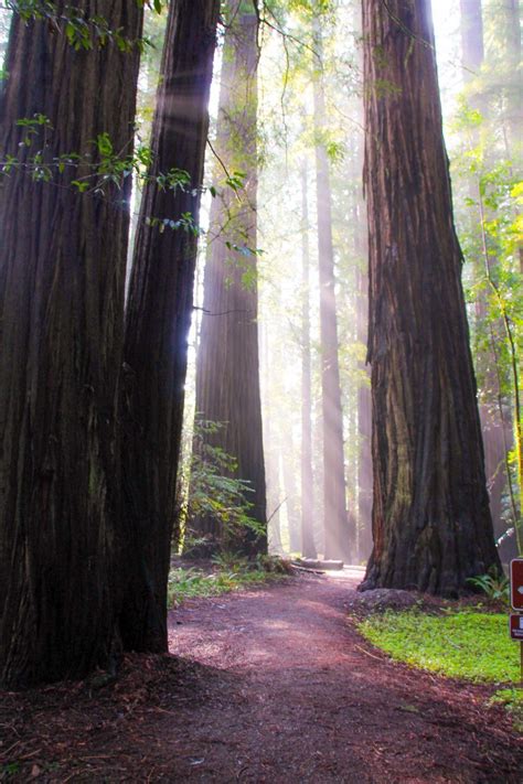 Exploring Humboldt County Redwoods | Humboldt county, California travel ...