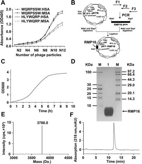 Binding Affinity Assays Of The Selected Phages Encoding 7 Mer Peptides