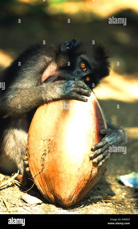 BUTON (BOOTED) MACAQUE (Macaca ochreata brunnescens Stock Photo - Alamy