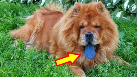 Chow Chow Lingua Azul - Por que a língua do Chow-chow é azul? - YouTube
