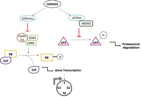 Pathways Of High Risk Genes Involved In Melanoma Susceptibility A