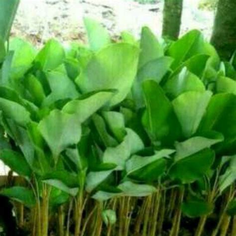 Jual Tanaman Hias Pisang Calathea Di Lapak Restu Bunda Flora Bukalapak