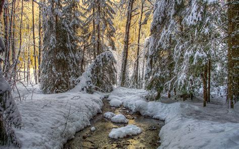 Tapeta Na Pulpit Hdr Zima Natura Las Nieg Drzewa Pora X