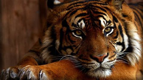 1920x1080 Tiger Wallpaper Full HD (65+ images)