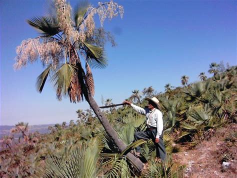 La palma de monte sustentando medios de vida desde hace 12 mil años