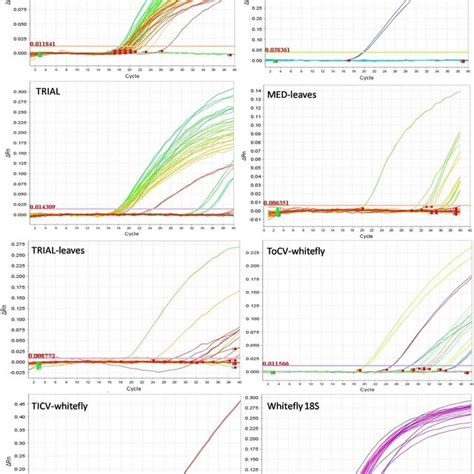 Triplex Real Time Rt Pcr Assays Amplification Plots Of B Tabaci Med