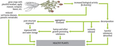 Ch 2. What Is Organic Matter and Why Is It So Important - SARE