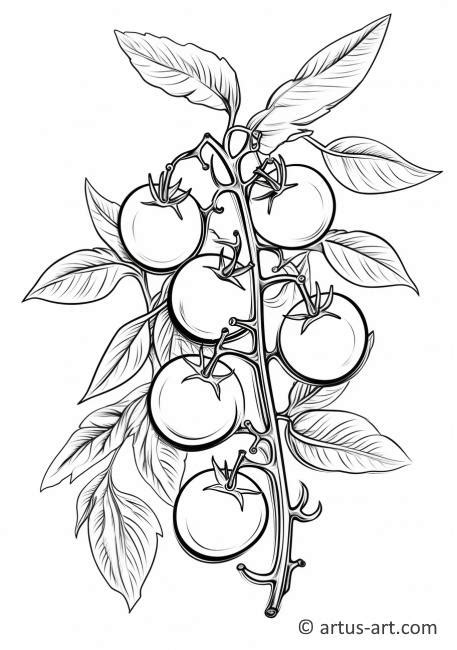 Tomato Plant Coloring Pages