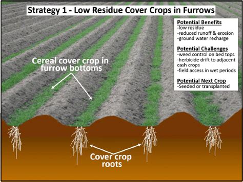 Cereal Cover Crops Are Broadcast Planted In An 8 To 12 Inch Wide Band