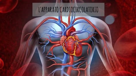 L APPARATO CARDIOCIRCOLATORIO By Elena Moreschi On Prezi