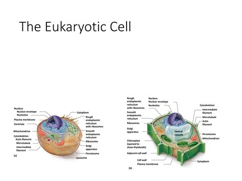 SOLUTION: Microbiology powerpoint cell types and organelles - Studypool