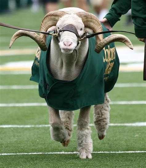 goat  long horns wearing  green shirt  pulling  leash