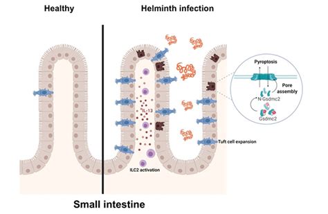 Gsdmc Mediated Pyroptosis A Possible Mechanism For The Clearance Of