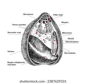 Plasmodium Structure Hand Drawn Vector Stock Vector Royalty Free