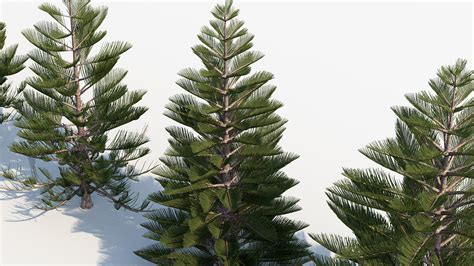 Araucaria Heterophylla Norfolk Lsland Pine Free D Model For Design