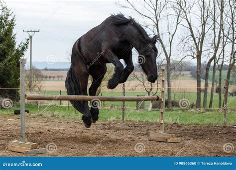 Jumping friesian horse stock photo. Image of background - 90866360