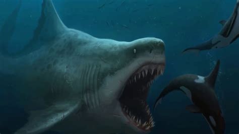 Megalodon Wieso Starb Der Riesenhai Aus Youtube