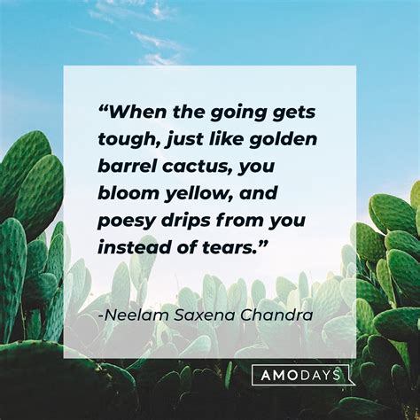 49 Cactus Quotes To Bloom Within The Midst Of Hardship