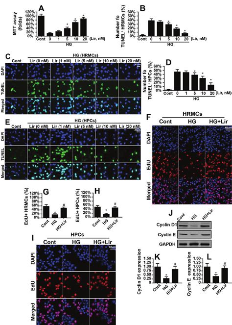 Liraglutide Attenuates High Glucose Mediated Damage In Hrmcs Hrmcs Download Scientific Diagram