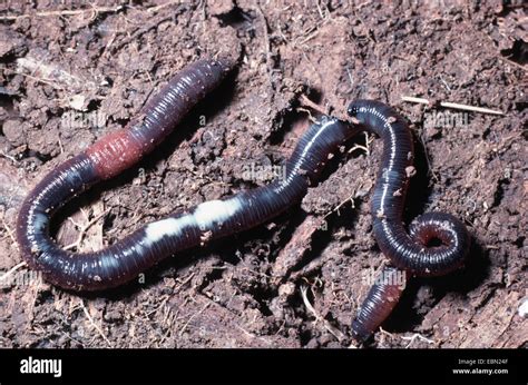 Giant Gippsland Earthworm Hi Res Stock Photography And Images Alamy