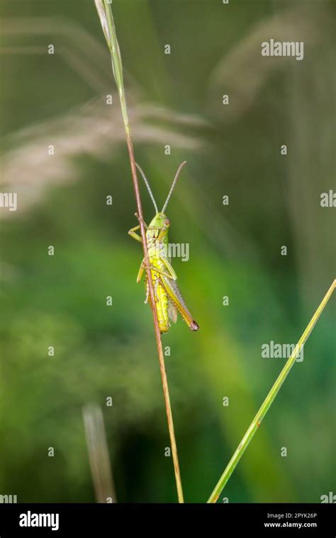 A cricket, a grasshopper on a plant in a meadow Stock Photo - Alamy