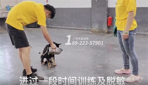 柴犬不听话，喜欢护食扑人？广州训犬学校让主人学会训犬 知乎