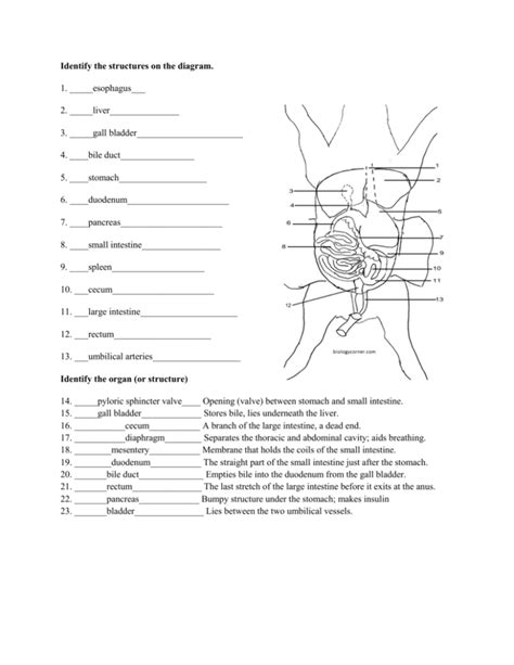 Fetal Pig Dissection Diagram Structures Fetal Pig Dissection