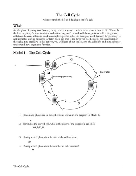 Free the cell cycle worksheet answer key, Download Free the cell cycle ...